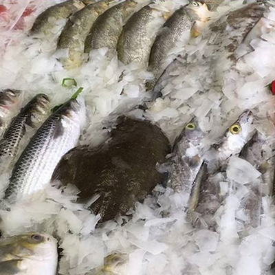 7.5A Machine à glace en flocons de 400 kg à courant électrique pour les travaux de construction du marché aux poissons